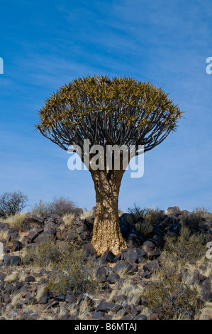 Quivertrees, Karoo Plateau, südlichen Kalahari, Namibia Stockfoto