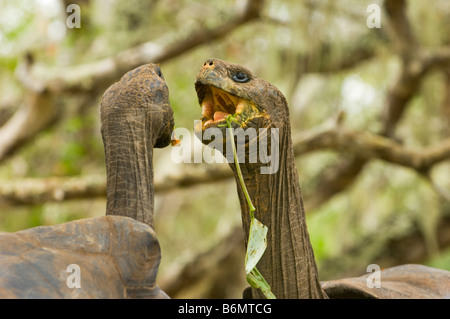 wilde Tierwelt Galapagos Riesenschildkröten Testudo Elephantopus Reptil alte Schildkröte landen Tortuga Galapagos Inseln Darwin Ecuador Stockfoto