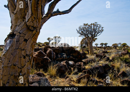 Quivertrees, Karoo Plateau, südlichen Kalahari, Namibia Stockfoto