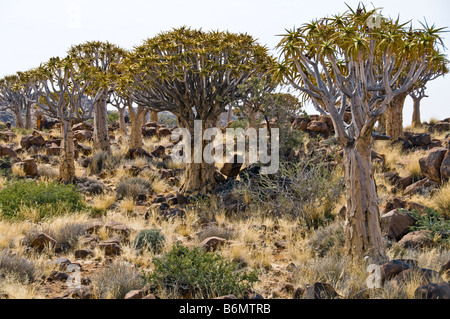 Quivertrees, Karoo Plateau, südlichen Kalahari, Namibia Stockfoto