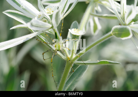 Grün Lynx Spinne Beute warten auf den Schnee auf die Prärie-Blume Stockfoto