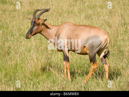 Topi essen Gras auf den Ebenen der Masai Mara in Kenia Stockfoto