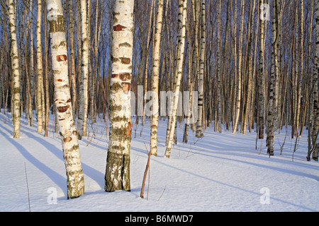 Natur, weißen Schnee, europäischen Weinen (Betula Pendel) Birkenwald im sonnigen Wintertag, Russland Stockfoto