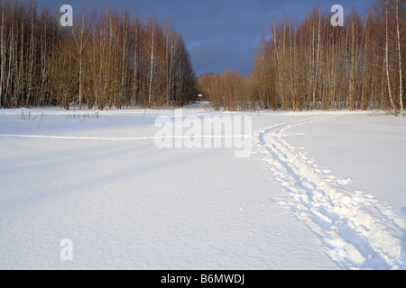 Weg, Natur, Schnee, Europäische weinende (Betula Pendel) Birkenwald im sonnigen Wintertag, Russland Stockfoto