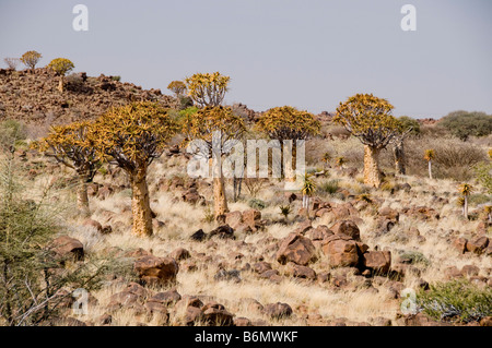 Köcherbäume, Mitglied der Gattung Aloe Dichotoma. Stockfoto