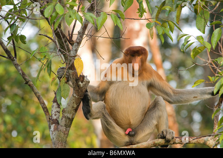 Nasenaffe (Nasalis Larvatus), in Kalimantan, Borneo, Indonesien Stockfoto
