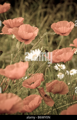 Mohn Blüte im Vereinigten Königreich. (teilweise entsättigt Farbe). Stockfoto