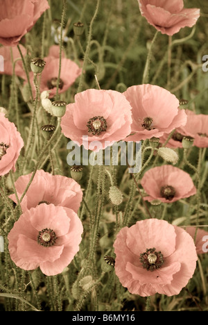 Mohn Blüte im Vereinigten Königreich. (teilweise entsättigt Farbe). Stockfoto