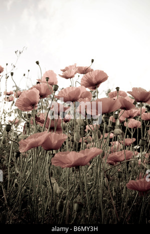 Mohn Blüte im Vereinigten Königreich. (teilweise entsättigt Farbe). Stockfoto