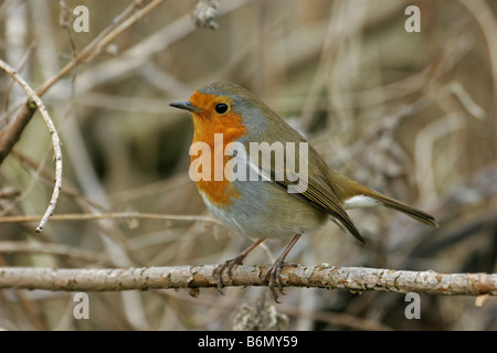 Robin Erithacus Rubecula alleinstehenden hocken im Busch genommen März Lea Valley Essex UK Stockfoto
