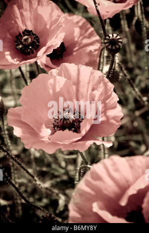 Mohn blüht im Sommer, UK Stockfoto