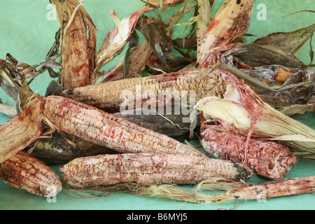 Haufen von verschimmelten Ähren mit rot gefärbten ausgetrocknet Kerne viele mit weißem Schimmel zwischen ihnen. Stockfoto