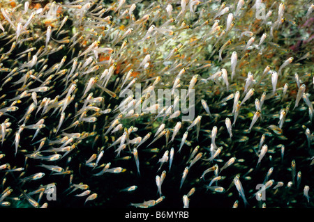 GlassFish. Kehrmaschinen. Familie: Apogonidae. Beginnt aus. Fisch am Eingang zu einer Unterwasser-Höhle gefunden. Malediven. Stockfoto