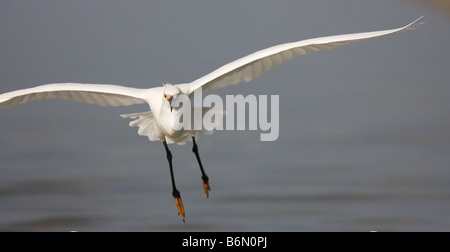 Ein Weißer Reiher fliegt entlang des Golf von Mexiko auf das Ufer Fort Myers, Florida, auf der Suche nach Fisch. Stockfoto