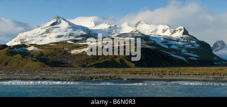 Königspinguin-Kolonie, Salisbury Plain, South Georgia Island, Antarktis Stockfoto