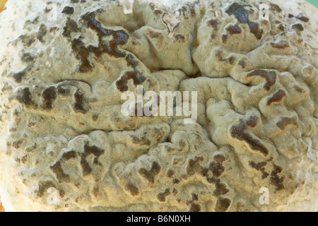 Großen gewundenen Grünschimmel Kolonie mit weiß um die Kanten und kleinen Abschnitt des gelben Zitronen, die es in der oberen linken Ecke wächst. Stockfoto