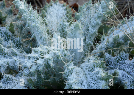 Mattierte Blätter der jungen Distel.  Downy Blätter von dornigen Berkheya Herz bedeckt in Eiskristalle Stockfoto