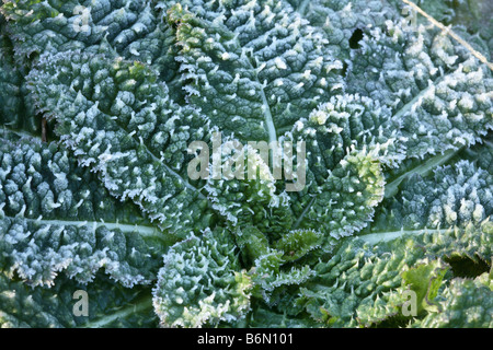 Eiskristalle akzentuieren Windungen und Stacheln der Karde (Dipacus Inermis) Blätter und Krone.  Hautnah am frostigen Morgen. Stockfoto