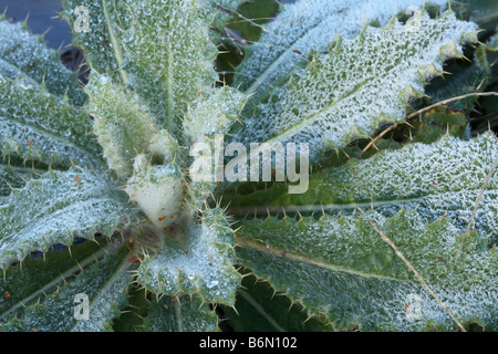 Herzstück einer jungen Distel mit Morgen Frost bedeckt.  Downy Blätter von dornigen Berkheya Herz bedeckt in Eiskristalle Stockfoto
