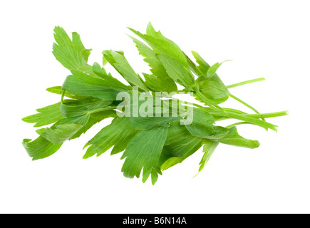 frischen Liebstöckel Kraut isoliert auf weißem Hintergrund Stockfoto