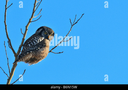 Nördlichen Sperbereule 0806 Stockfoto