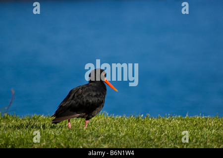 New Zealand Variable Austernfischer (Haematopus unicolor oder Torea Pango) Stockfoto