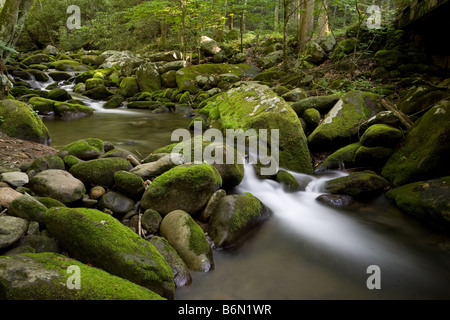 Eine Ansicht eines Baches entlang der Roaring Fork Motor Naturlehrpfad, Great Smoky Mountains National Park, Tennessee. Stockfoto