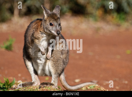 Red necked Pademelon (Thylogale Thetis), Queensland, Australien Stockfoto