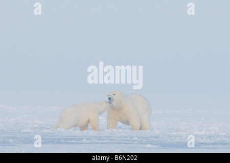 Eisbären Ursus maritimus untererwachsenes Weibchen spielt mit einem Frühlingsjungen auf dem Packeis entlang der arktischen Küste 1002 der Arcti Stockfoto