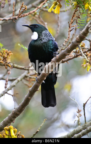 Ein Tui (Pfarrer Vogel, Prosthemadera Novaeseelandiae) - ein native New Zealand Vogel - in einem Kowhai-Baum Stockfoto