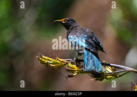 Juvenile Tui (Pfarrer Vogel, Prosthemadera Novaeseelandiae) - ein native New Zealand Vogel - Fütterung auf dem Flachs Busch. Stockfoto