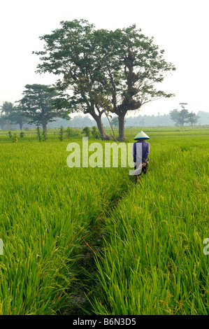 Landwirt herumlaufen im Feld Teppichboden Paddy Reis Stockfoto