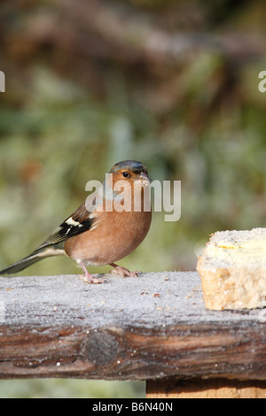 BUCHFINK Fringilla Coelebs männlichen ON BIRDTABLE Stockfoto