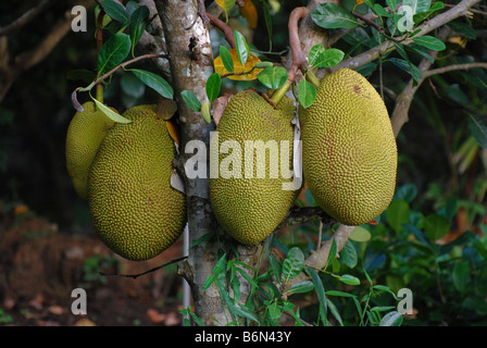 Jackfrucht, Mekong Delta, Vietnam Stockfoto