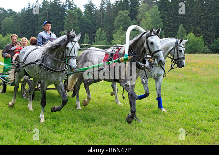 Troika, russische traditionelle Pferd Team fahren, Moscow Region, Russland Stockfoto