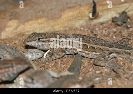 Uta Stansburiana - gemeinsame Seite-blotched Eidechse Stockfoto