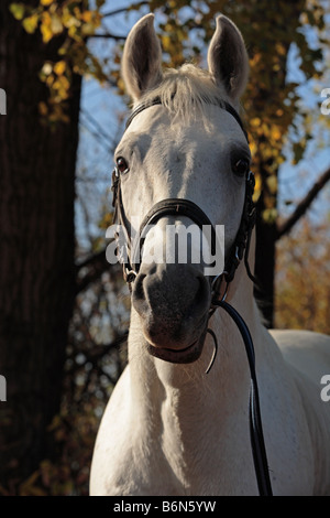 Das weiße arabische Pferd Stockfoto