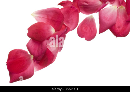 Rosa rose Blumenblätter isoliert auf weißem Hintergrund Stockfoto