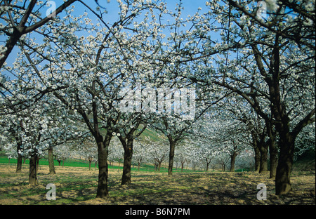 Kirschblüte in Feldern in der Nähe von Arles in der Provence Stockfoto