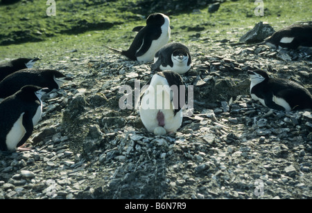 Kinnriemen Pinguine, Pygoscelis Antarctica mit einem Ei nisten an Hannah Punkt (Livingston Island, Antarktis) Stockfoto