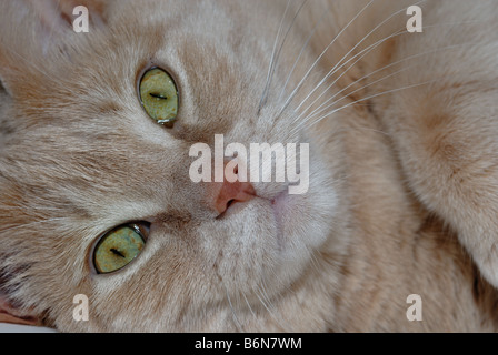 Ein Makro eine Nahaufnahme von einem Katzengesicht. Stockfoto