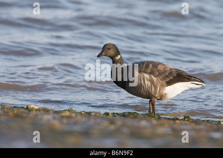 Dunkel-bellied Brent Goose Branta Bernicla Erwachsenen stehen auf tideline Stockfoto