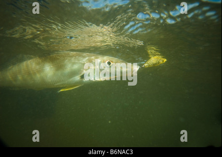 Wittling Fisch gefangen auf Popper lure Stockfoto