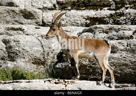 Steinbock-Ziege oder Hispanica im Naturpark El Torcal Antequera Malaga Andalusien Spanien Stockfoto