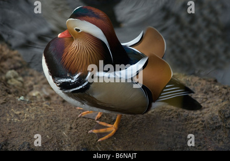 Mandarinenten - Aix galericulata Stockfoto