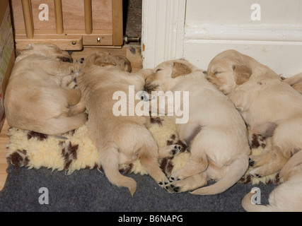 Vier golden Retriever Welpen im Alter von vier Wochen Schlaf zufrieden auf eine aus Schnitt aus Polyester Fell Einstreu im whelping Raum Stockfoto