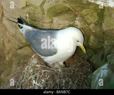 Dreizehenmöwe (Rissa Tridactyla) nisten auf einer Klippe mit Ei Stockfoto