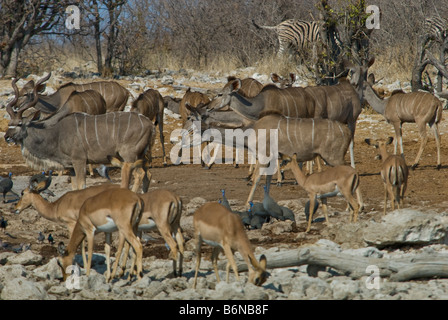 Etosha National game Park, Okaukuejo, Halali, SW Namutoni, Namibia, Afrika Stockfoto