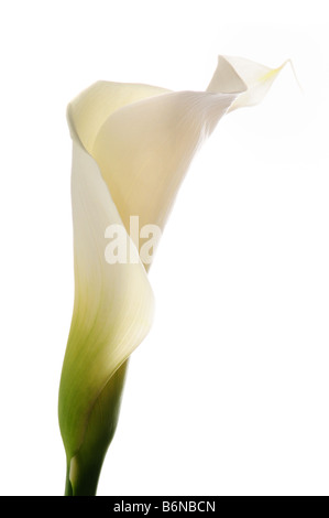 Detail der Calla Lilie Blume isoliert auf weißem Hintergrund Stockfoto