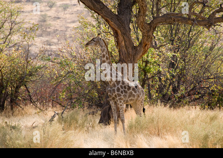 Hobatere Lodge, nördlichen Damarland Kaokoveld, Namibia, SW Afrika Stockfoto